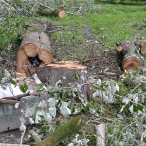 У центрі Житомира зрізані дерева та гілля залишають посеред вулиці не прибраними. ФОТО