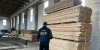 На Житомирщині поліцейські викрили організовану групу лісорубів-нелегалів